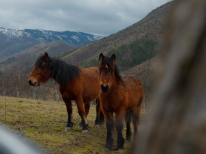 Ветеринарска мисија: Столовима у походе