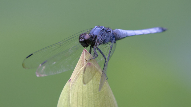 Прелепи летачи и велике грабљивице – изложба о вилинским коњицима Србије у Галерији науке и технике САНУ