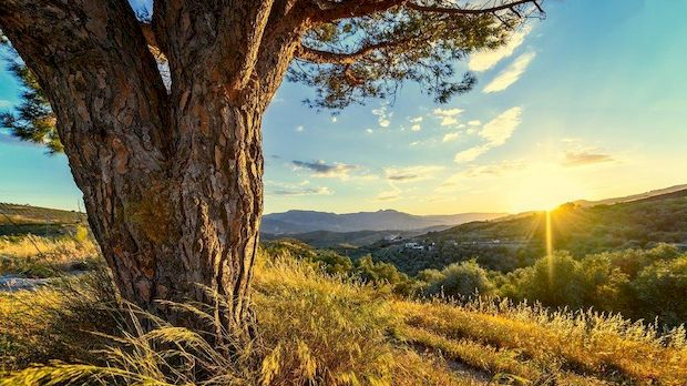 Еко минијатуре: Празнична честитка - порука природе