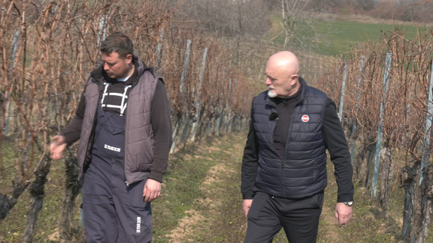 Грозд: Карловачка резидба