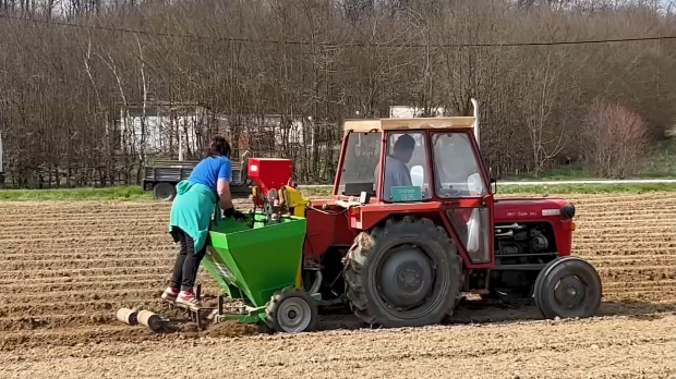 Сетва кромпира