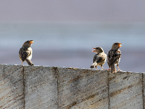 Дуети, терцети