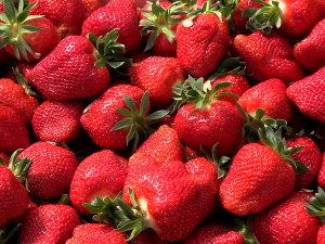 Стигле прве домаће јагоде из шабачког краја