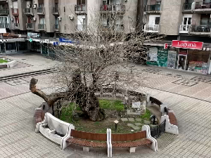 Заштита Карађорђевог дуда