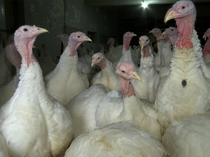 Зашто су у Јагодини од производње ћурана остале само статуете на Данима комедије?