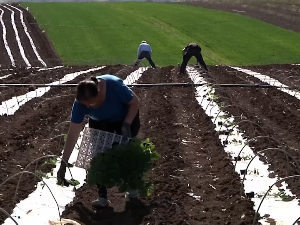 Како су пољопривредници из Самариновца, код Прокупља, снизили трошкове производње и повећали продају поврћа и житарица