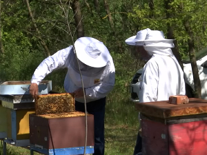 Пчеле пролеће дочекале у доброј кондицији, пчалари очeкују медоносну сезону