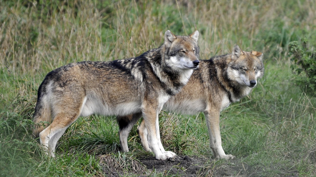 Како је радиоактивни рајски врт створио чернобиљске супервукове