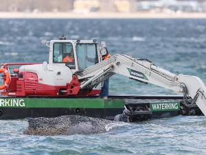 Спасавање насуканог кита Тимија у Балтику, ускоро креће операција „Јастук“