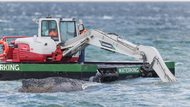 Спасавање насуканог кита Тимија у Балтику, ускоро креће операција „Јастук“