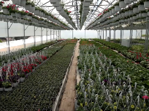 Производња цвећа у Макрешанима код Крушевца