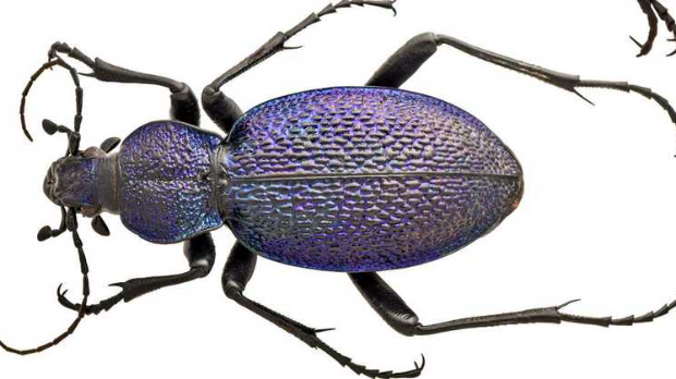 Хоћу да знам: Велики љубичасти трчуљак – и још већа питања