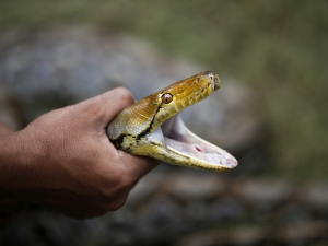 Трагедија у Хургади – туриста из Немачке преминуо након уједа змије током перформанса