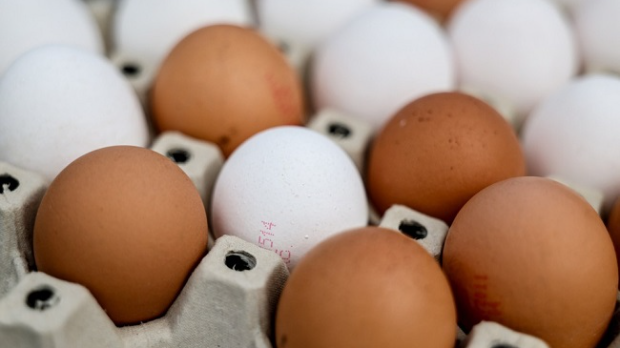 Птичји грип и велика потражња пред Ускрс – хоће ли бити довољно јаја у Немачкој за празник