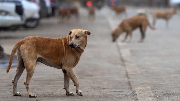 Светски дан напуштених животиња: На планети 362 милиона луталица,  у Србији махом пси са педигреом