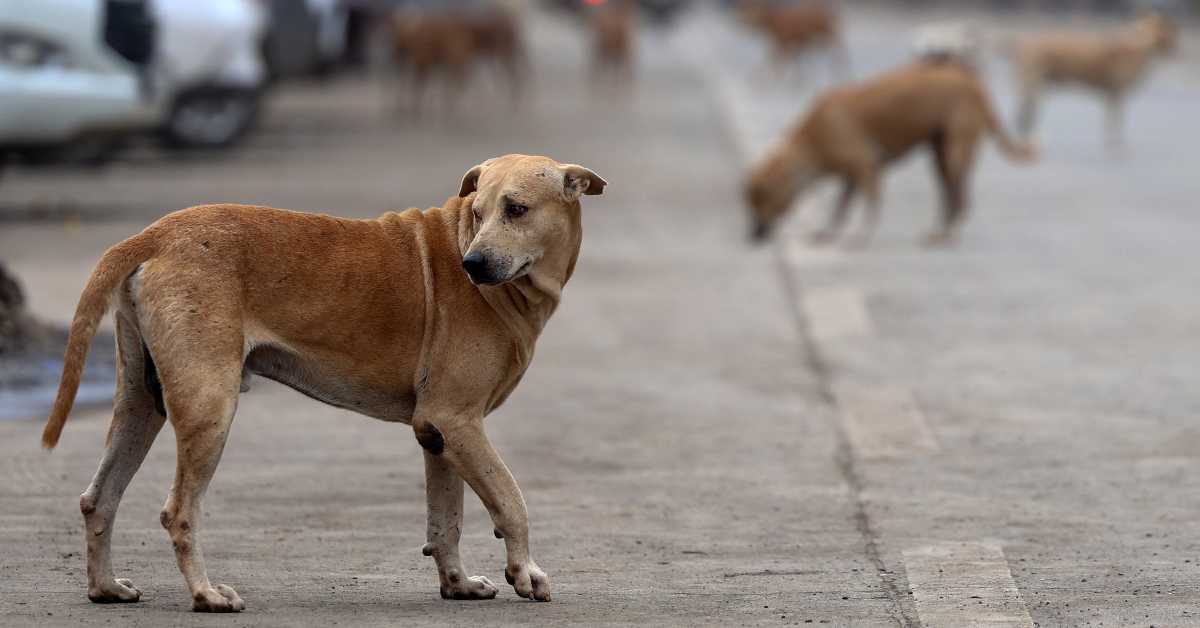 Светски дан напуштених животиња: На планети 362 милиона луталица,  у Србији махом пси са педигреом