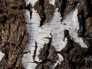 Неандерталци користили „праисторијску смолу“ као лек против инфекција, показује нова студија