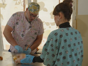 Ветеринарска мисија: Агенција за ветерину