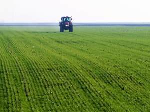 Пшеница у фази влатања обећава добар род