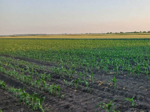Кукуруз редовно треба чистити од корова