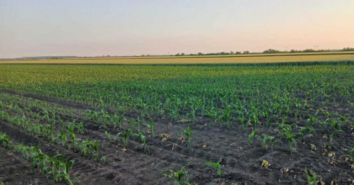 Кукуруз редовно треба чистити од корова