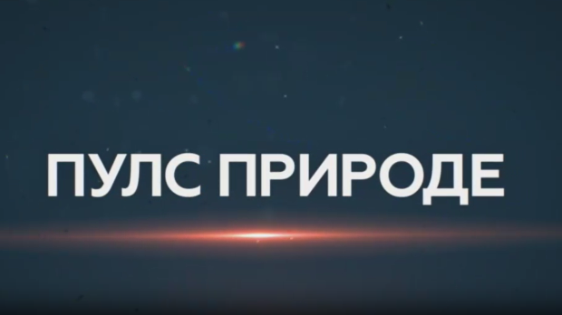 Пулс природе- Врхпоље