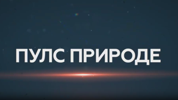 Пулс природе: Дрина сплаварење