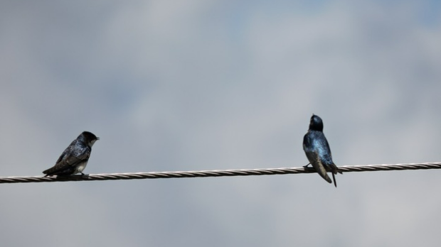 Дуети