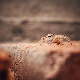 Научници рангирали 258 врста паука по брзини, неки могу да нас претекну без проблема