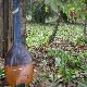 Тамбурица златна жица