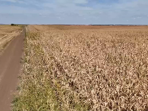 У јужном Банату суша преполовила род кукуруза