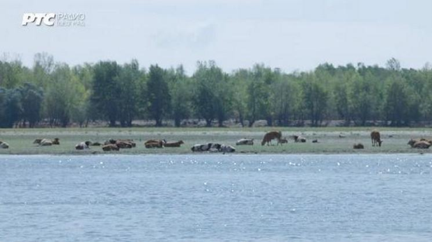 Хоћу да знам: Реке на минимуму: како низак водостај мења живот у њима?