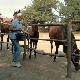 Породица Марјановић из Штитара, код Шапца, одгаја галопере скоро цео век
