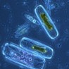 Здравствени водич: Микроорганизми на јеловнику