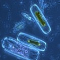 Здравствени водич: Микроорганизми на јеловнику