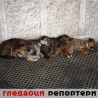 Гледаоци репортери (05. 07. 2009)