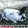 Гледаоци репортери (5.1.2010)