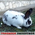 Гледаоци репортери (5.1.2010)