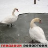 Гледаоци репортери (16.2.2010)