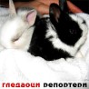 Гледаоци репортери (27.2.2010)