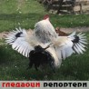 Гледаоци репортери (27.3.2010)