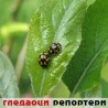 Гледаоци репортери (20.4.2010)