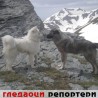 Гледаоци репортери (5.6.2010)