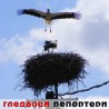 Гледаоци репортери (9.6.2010)