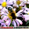 Гледаоци репортери (28.10.2010)