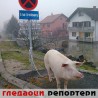 Гледаоци репортери (06.12.2010)