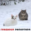 Гледаоци репортери (8.1.2011)