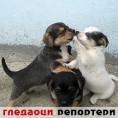 Гледаоци репортери (2.2.2011)