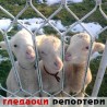 Гледаоци репортери (24.2.2011)