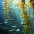 Морска трава снижава крвни притисак